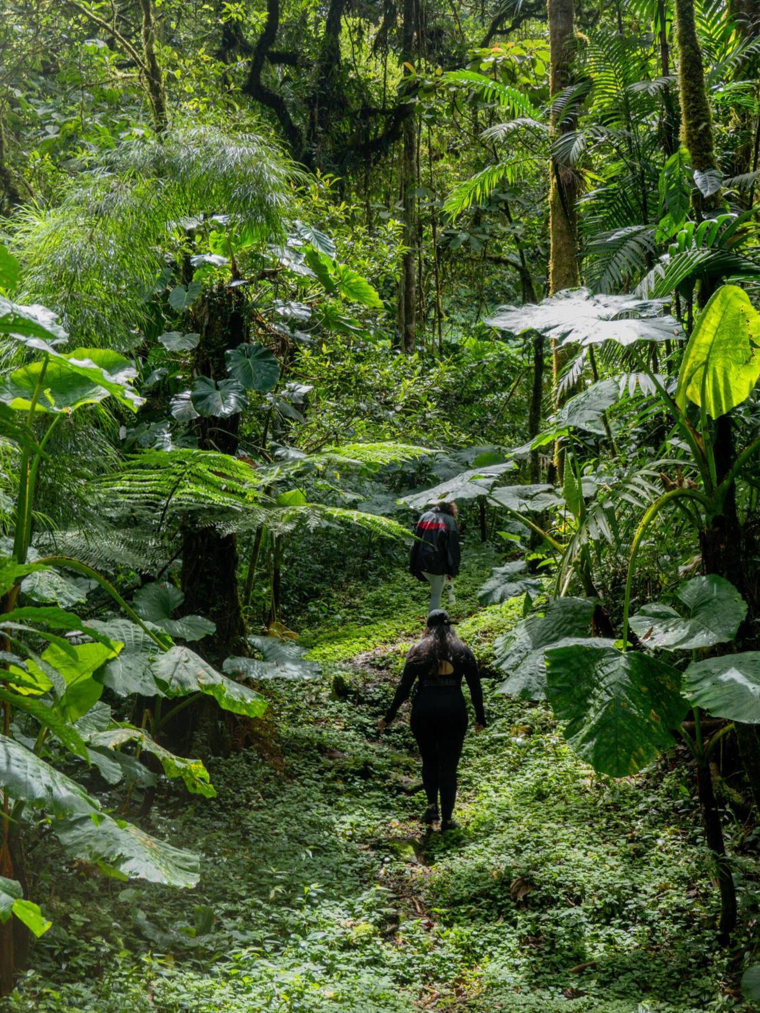 Los Quetzales Ecolodge & Spa سيرو بونتا المظهر الخارجي الصورة